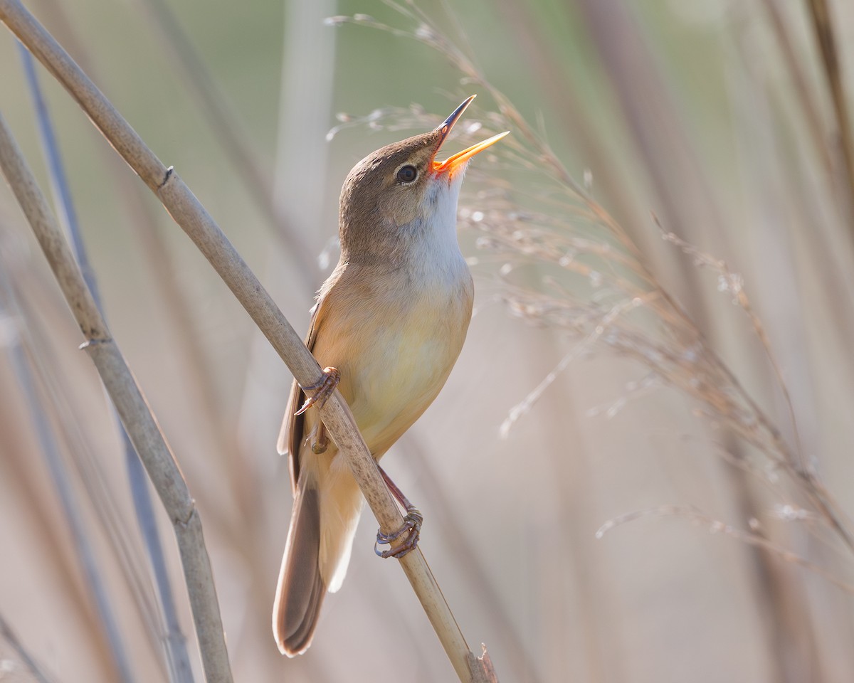 Common Reed Warbler - Stuart Campbell