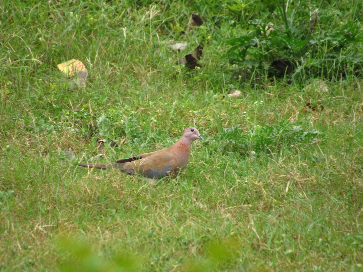 Laughing Dove - ML618877343