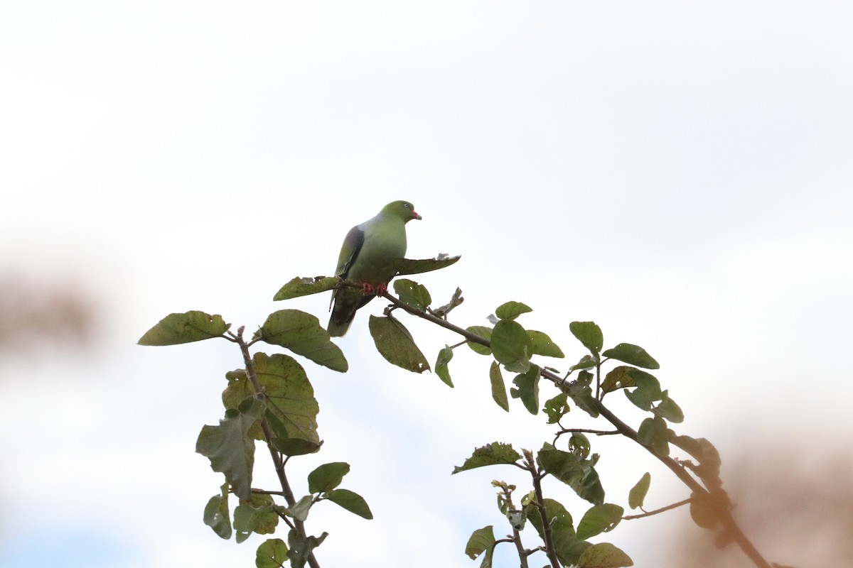 African Green-Pigeon - ML618877362