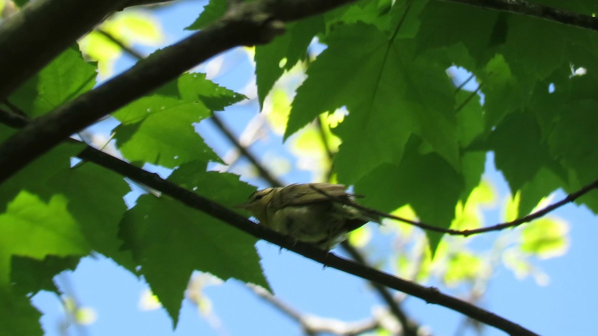 Worm-eating Warbler - d w