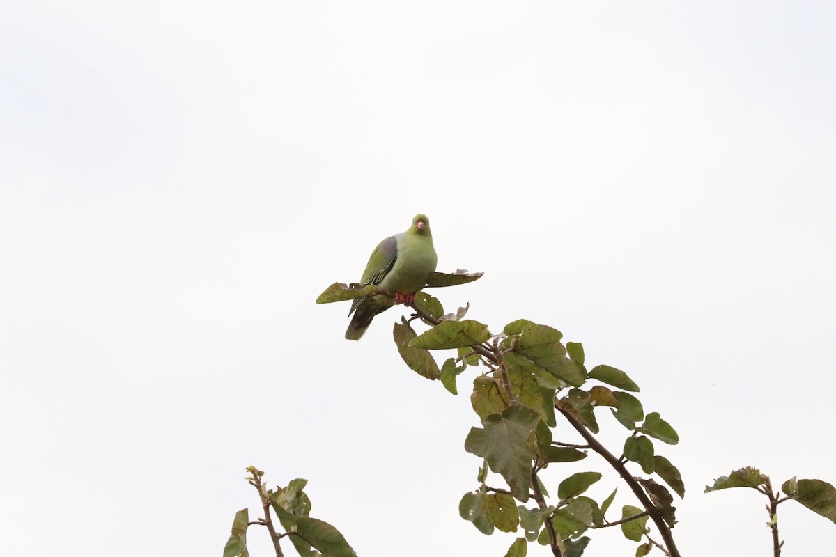 African Green-Pigeon - ML618877383