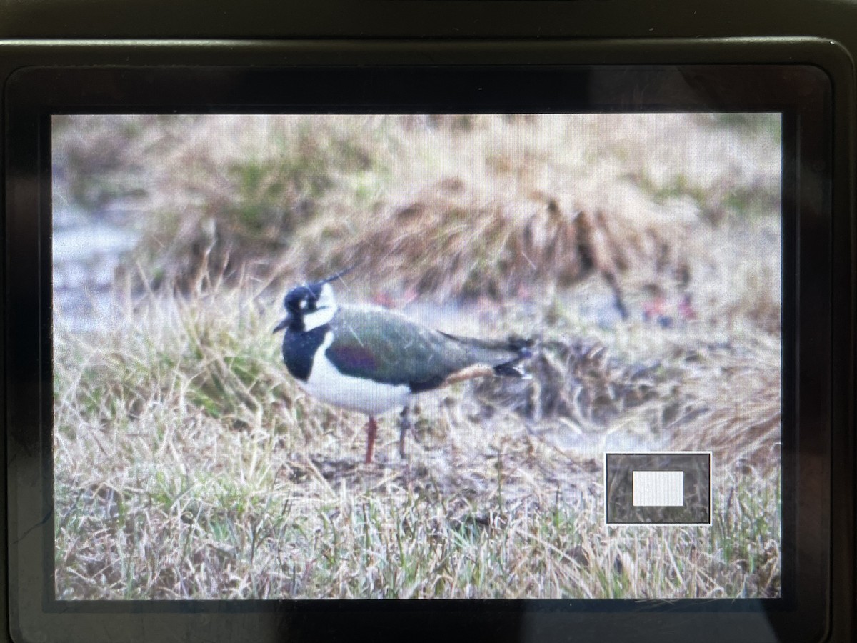 Northern Lapwing - Keith Bailey
