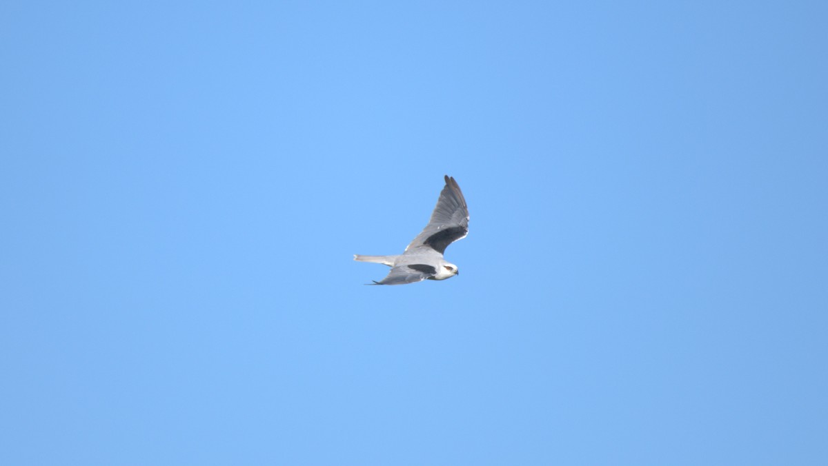 Black-shouldered Kite - ML618877409