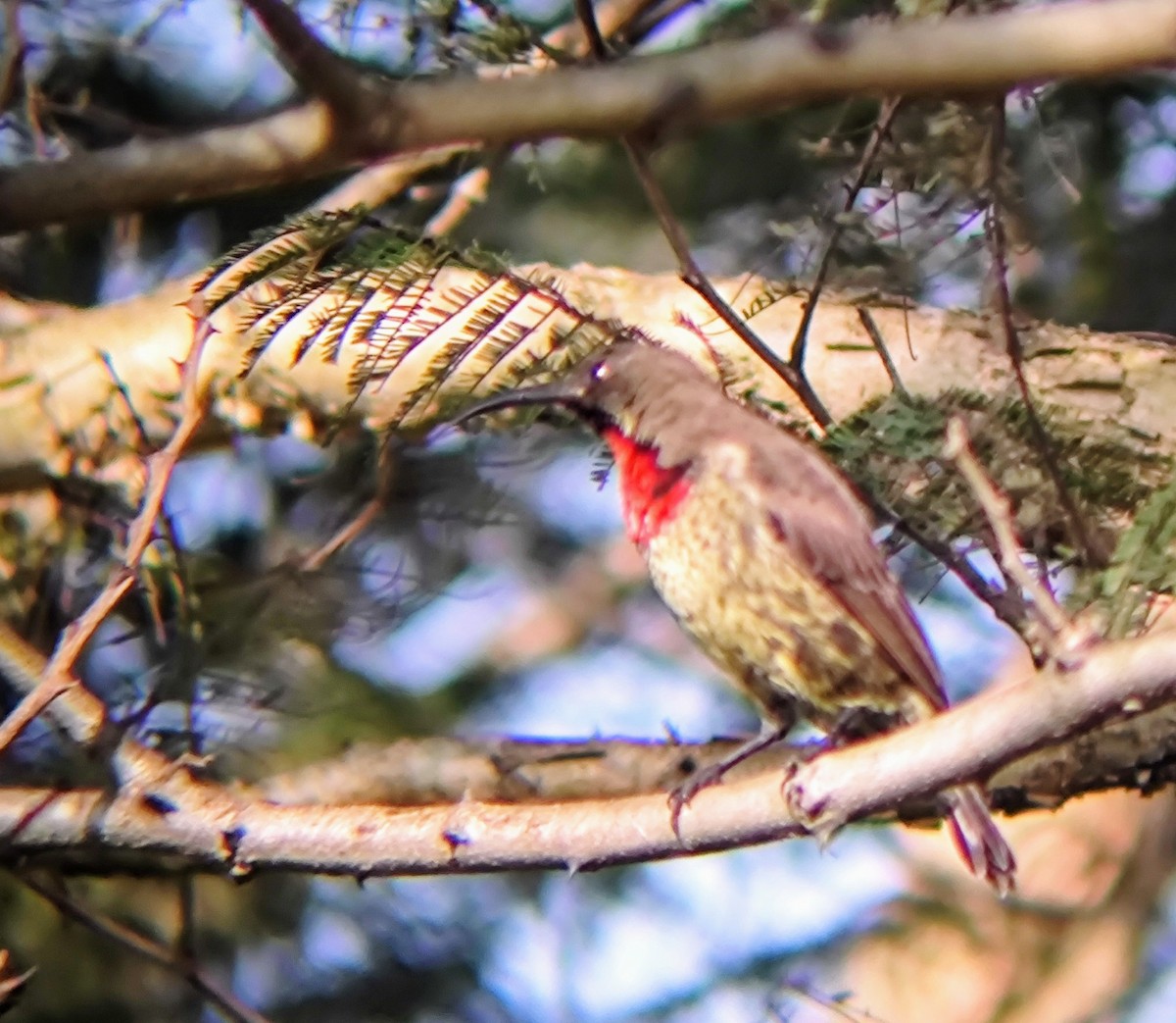 Scarlet-chested Sunbird - ML618877410