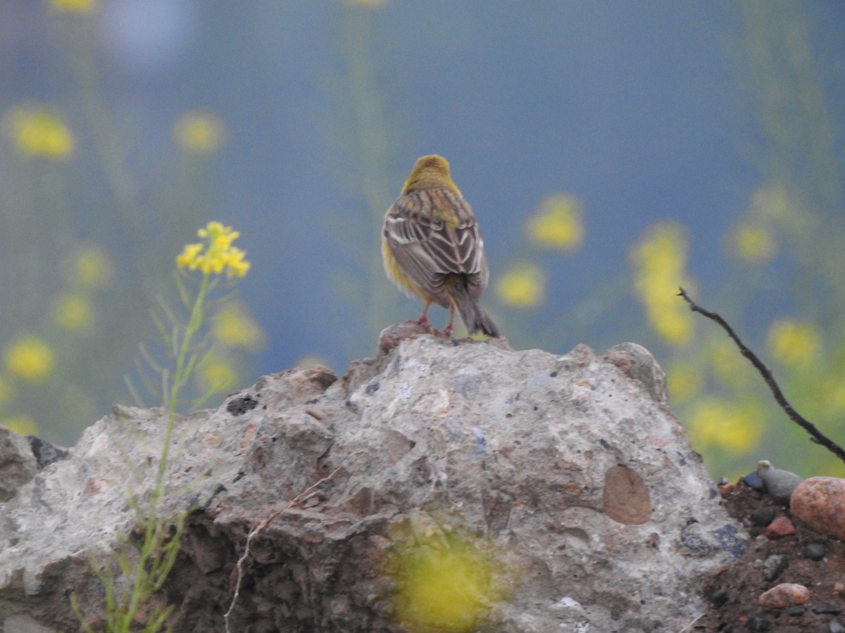 Red-headed Bunting - ML618877419