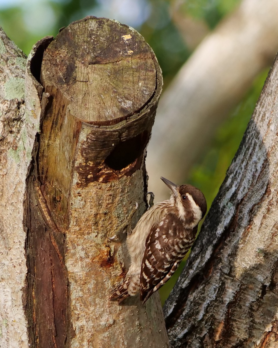 Sunda Pygmy Woodpecker - ML618877456