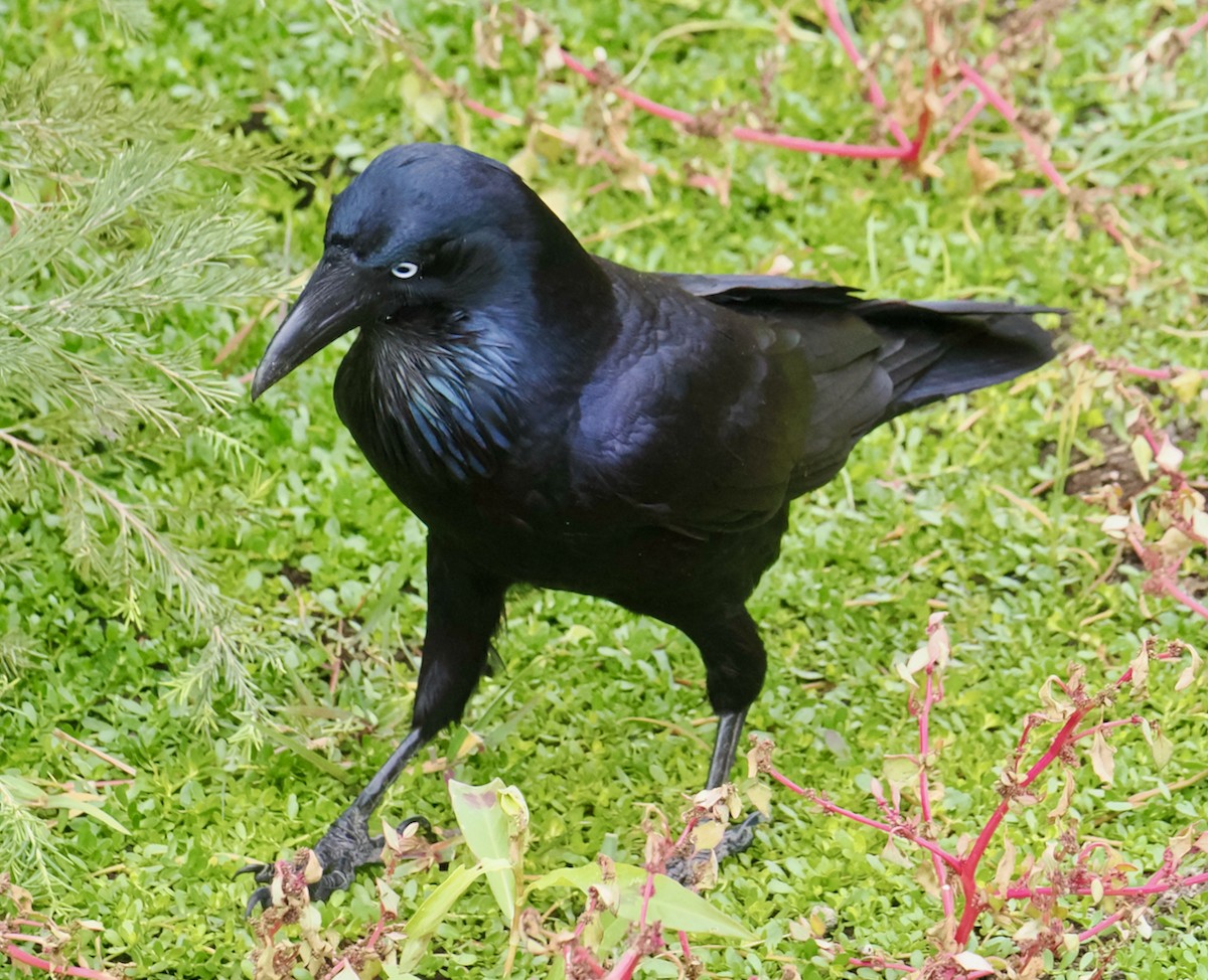 Australian Raven - Ken Glasson