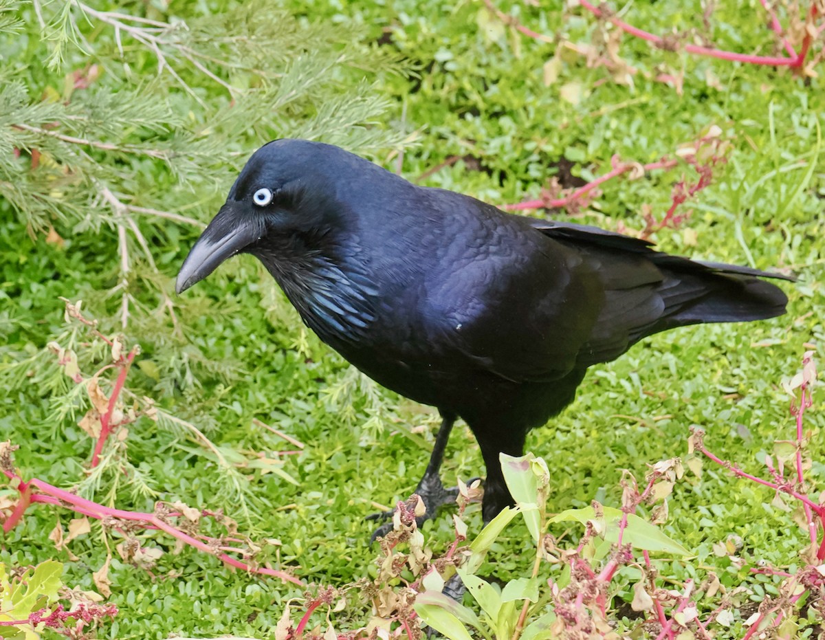 Australian Raven - ML618877514