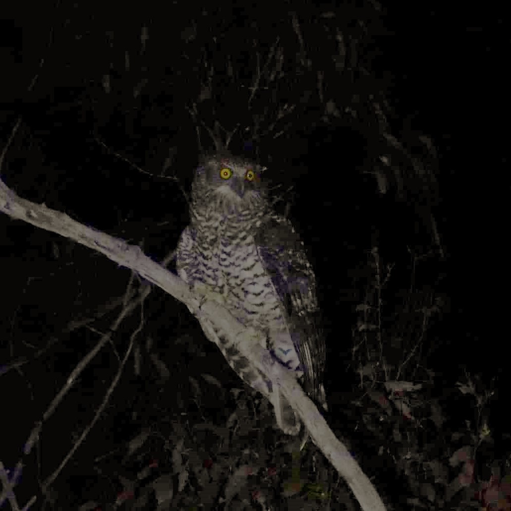 Powerful Owl - Benedick Furniss