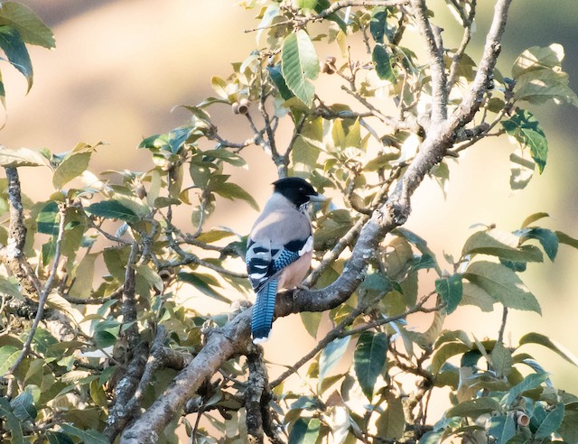 Black-headed Jay — photographed by Sayantan Ghosh
