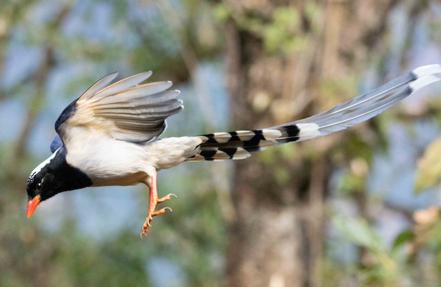 Red-billed Blue-Magpie — photographed by Sayantan Ghosh