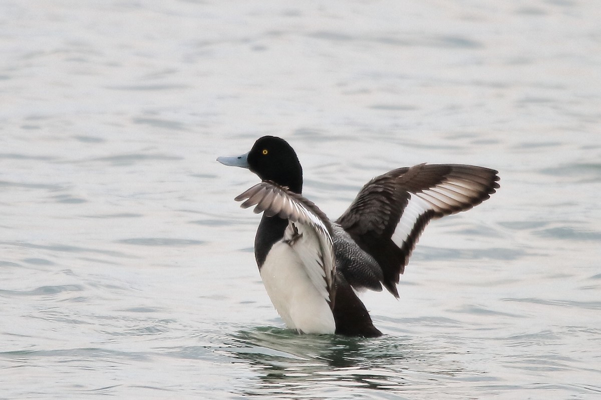Greater Scaup - ML618877556