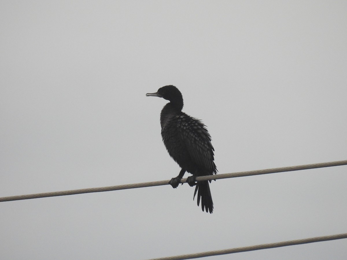 Little Black Cormorant - Praveen Bennur