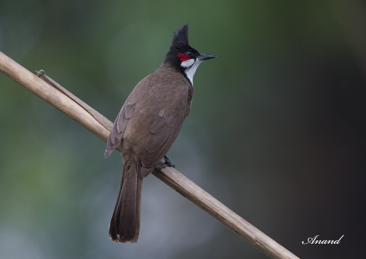 Red-whiskered Bulbul - Anand Singh