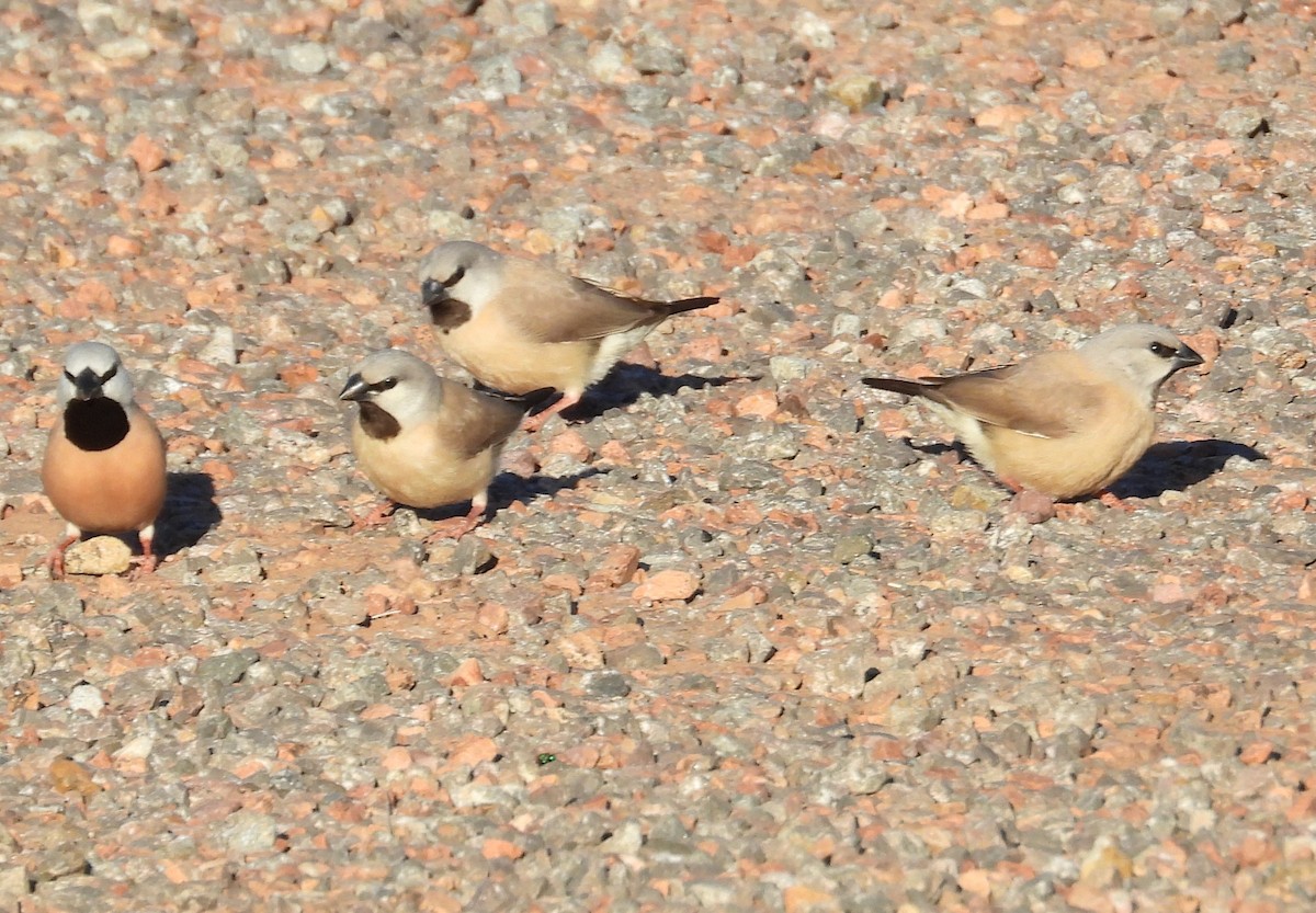 Black-throated Finch - Rob Reed