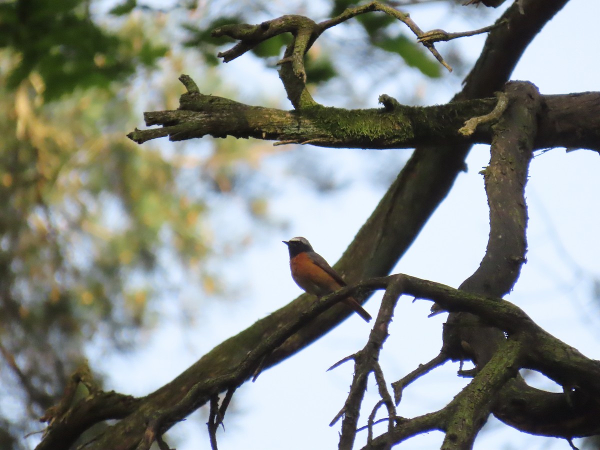 Common Redstart - Robert gilbert