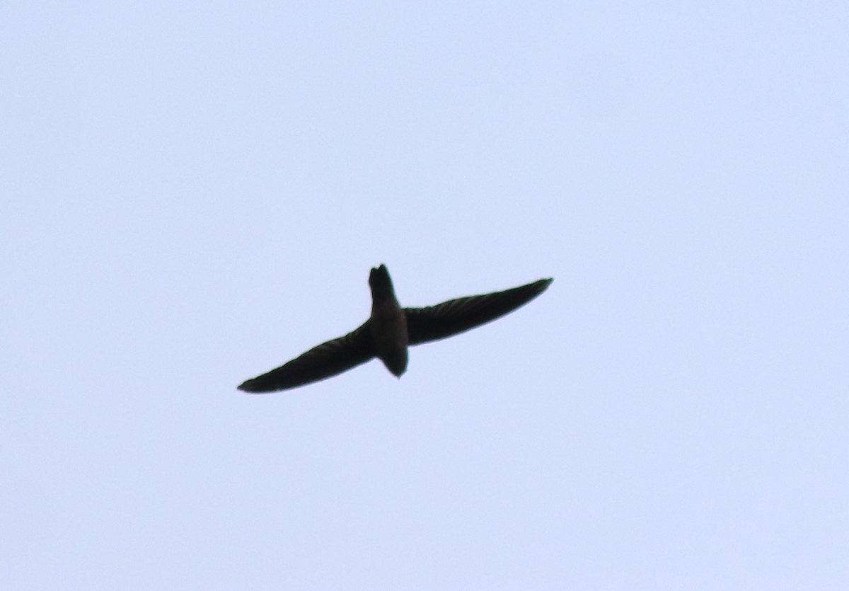 Indian Swiftlet - ML618877612
