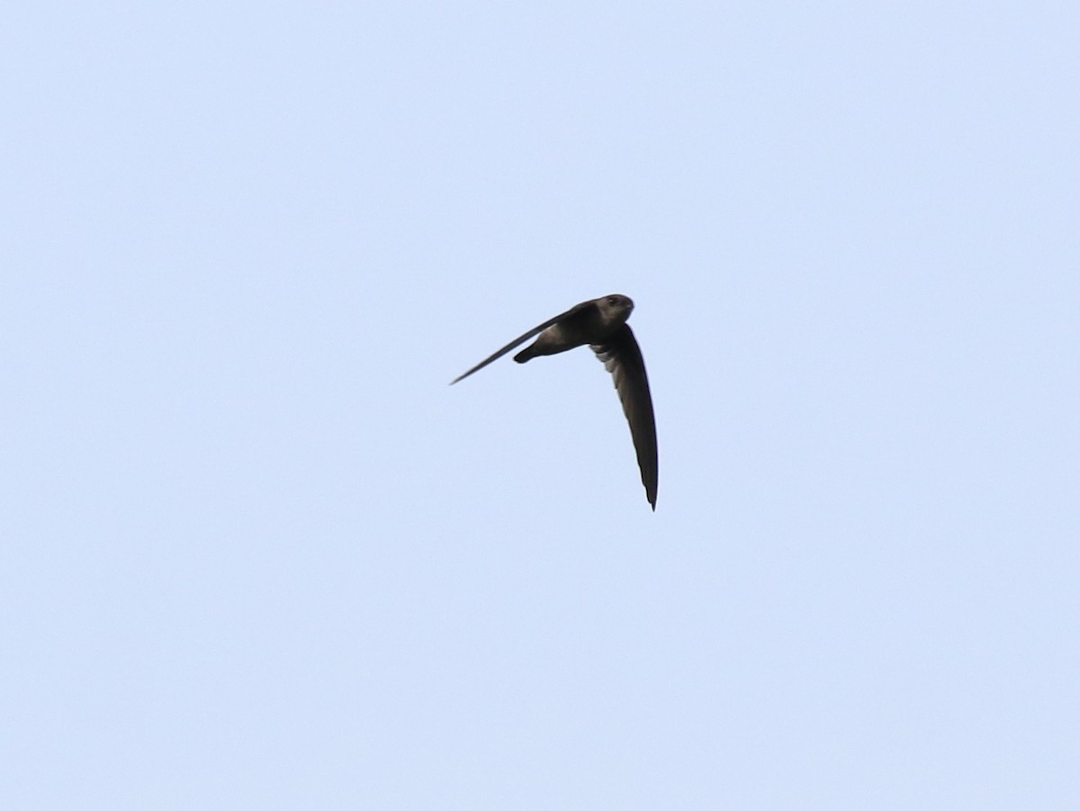 Indian Swiftlet - ML618877613