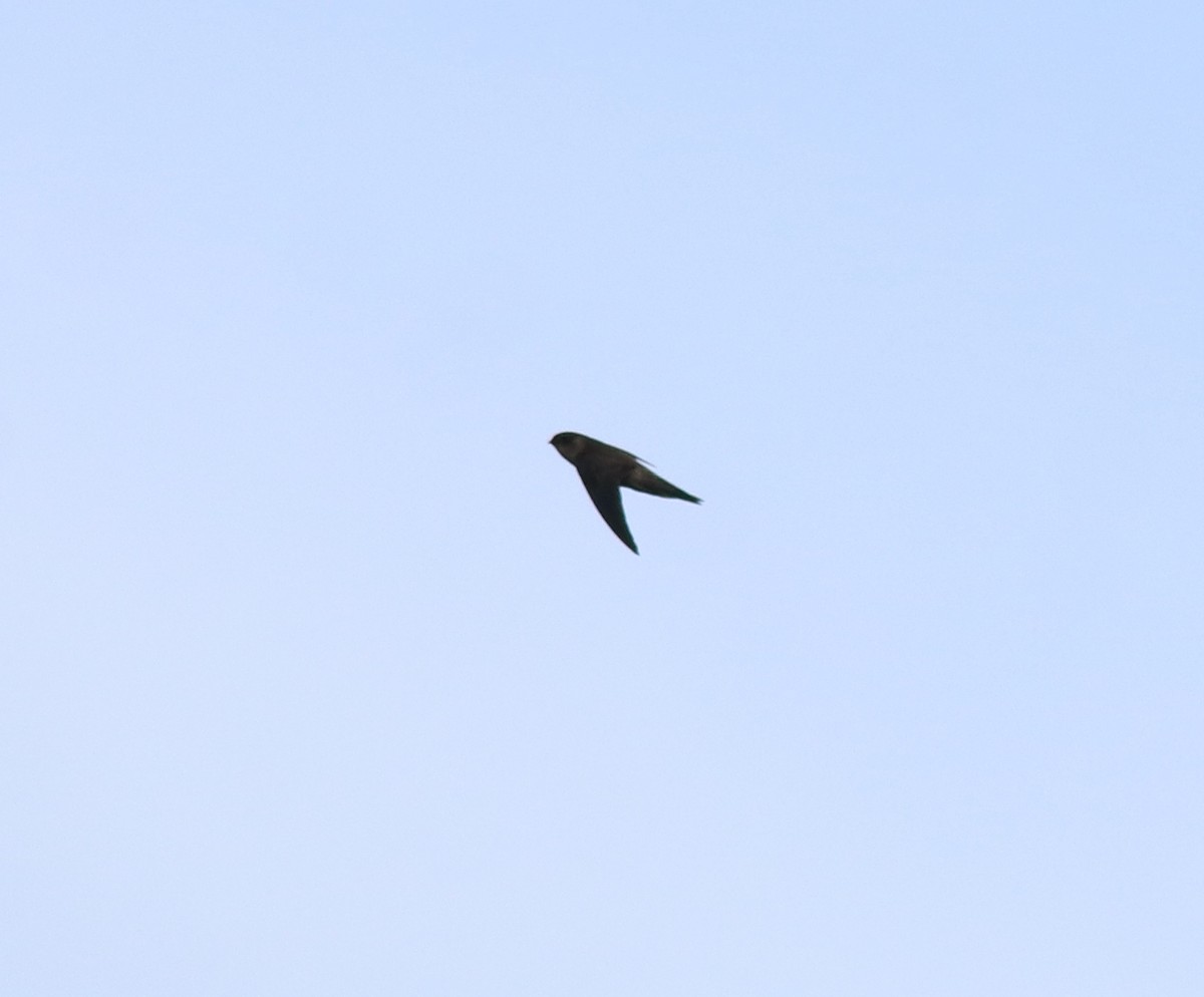 Indian Swiftlet - ML618877614