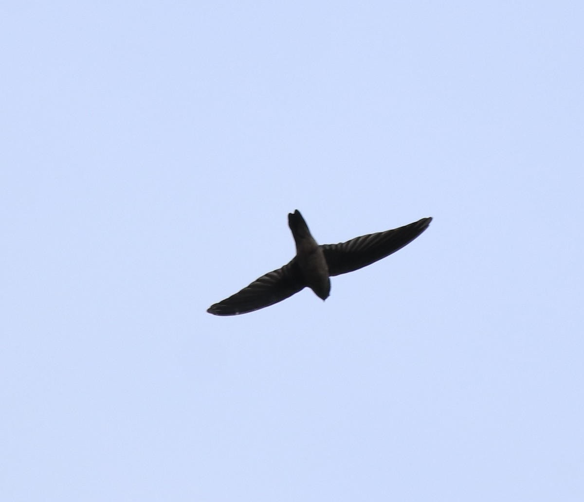 Indian Swiftlet - ML618877615