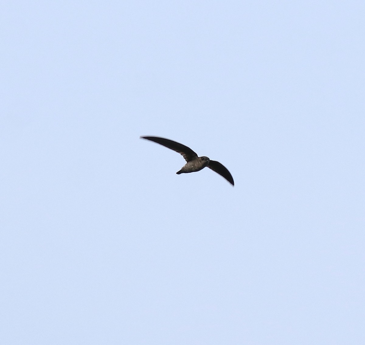 Indian Swiftlet - ML618877616