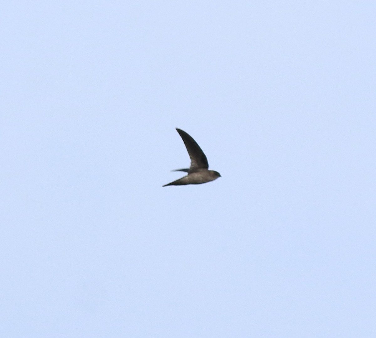 Indian Swiftlet - ML618877617