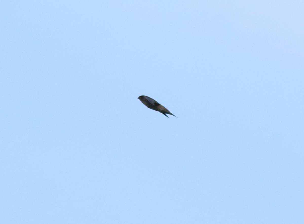 Indian Swiftlet - ML618877618