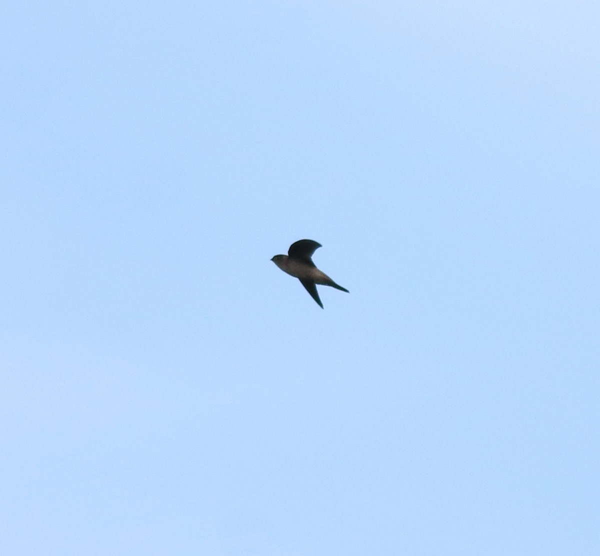 Indian Swiftlet - ML618877619