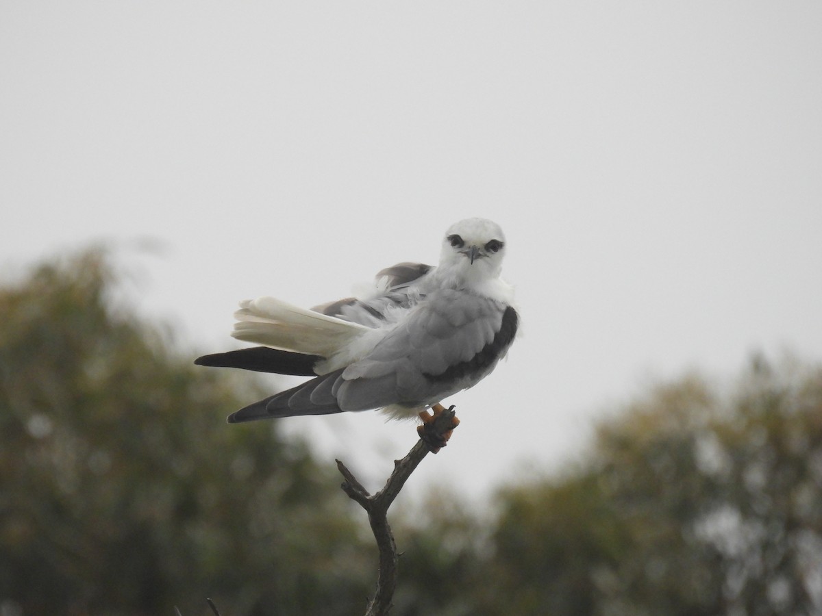 Black-shouldered Kite - Praveen Bennur