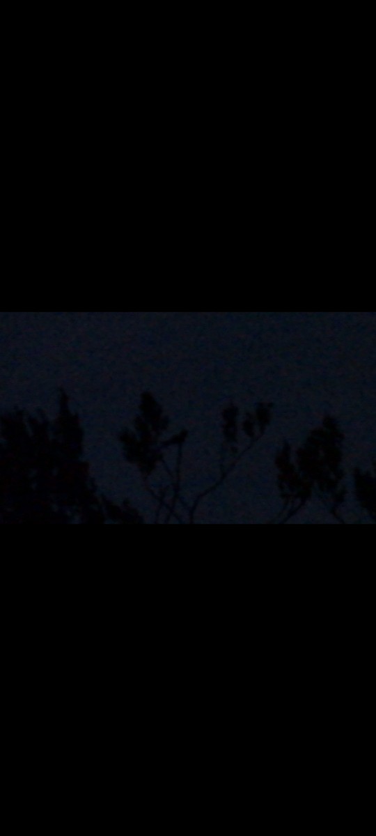 Eurasian Nightjar - Robert gilbert