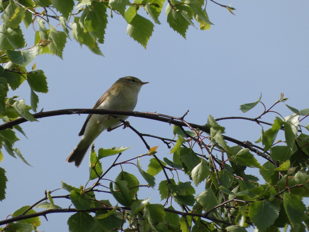 Willow Warbler - Mike Tuer