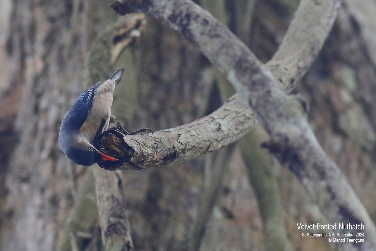 Velvet-fronted Nuthatch - ML618877666