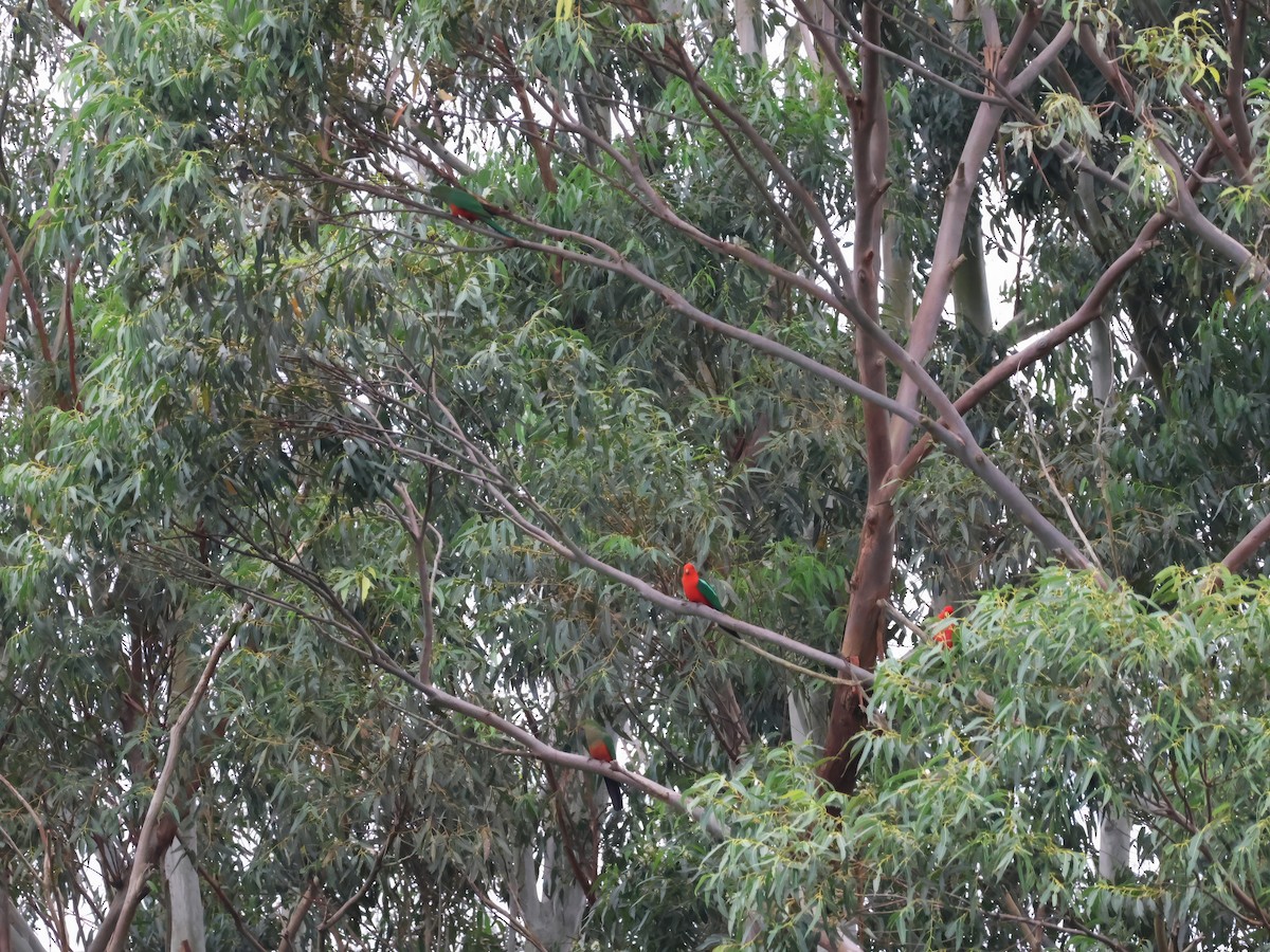 Avustralya Kral Papağanı - ML618877686