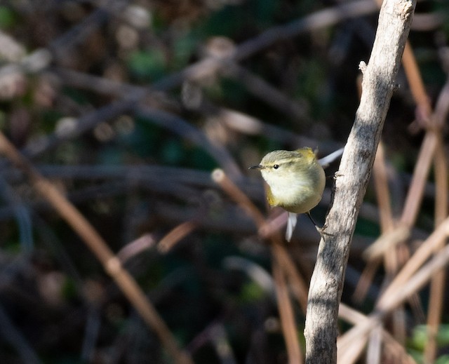 Buff-barred Warbler — photographed by Sayantan Ghosh