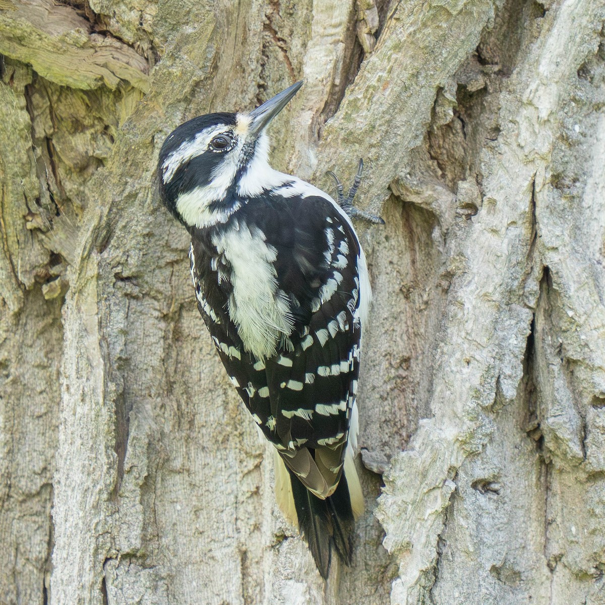 Hairy Woodpecker - Mark Siebers