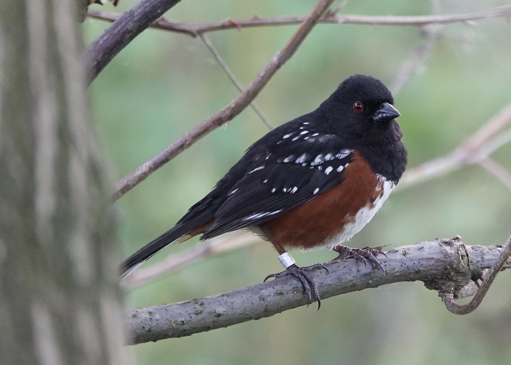 Spotted Towhee - Michael Leven