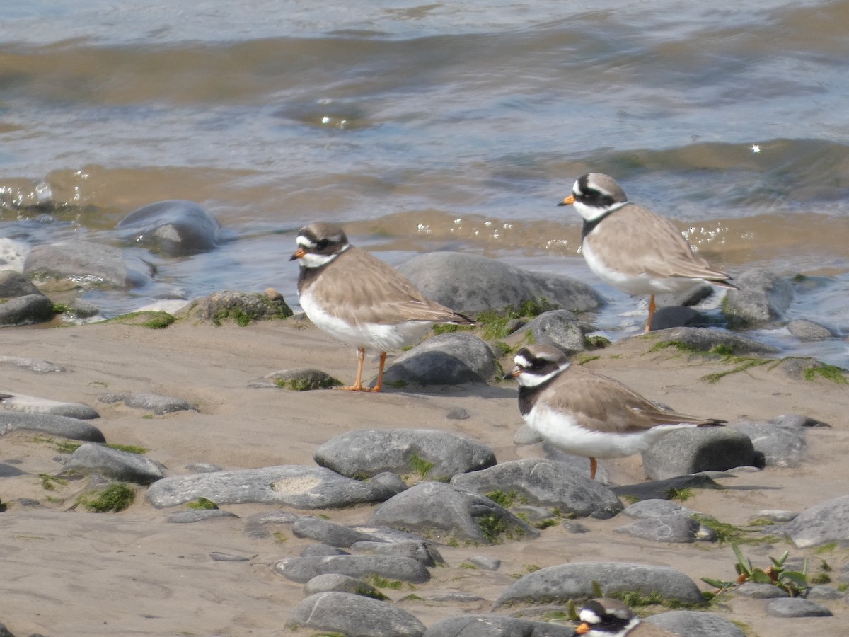 Common Ringed Plover - ML618877749