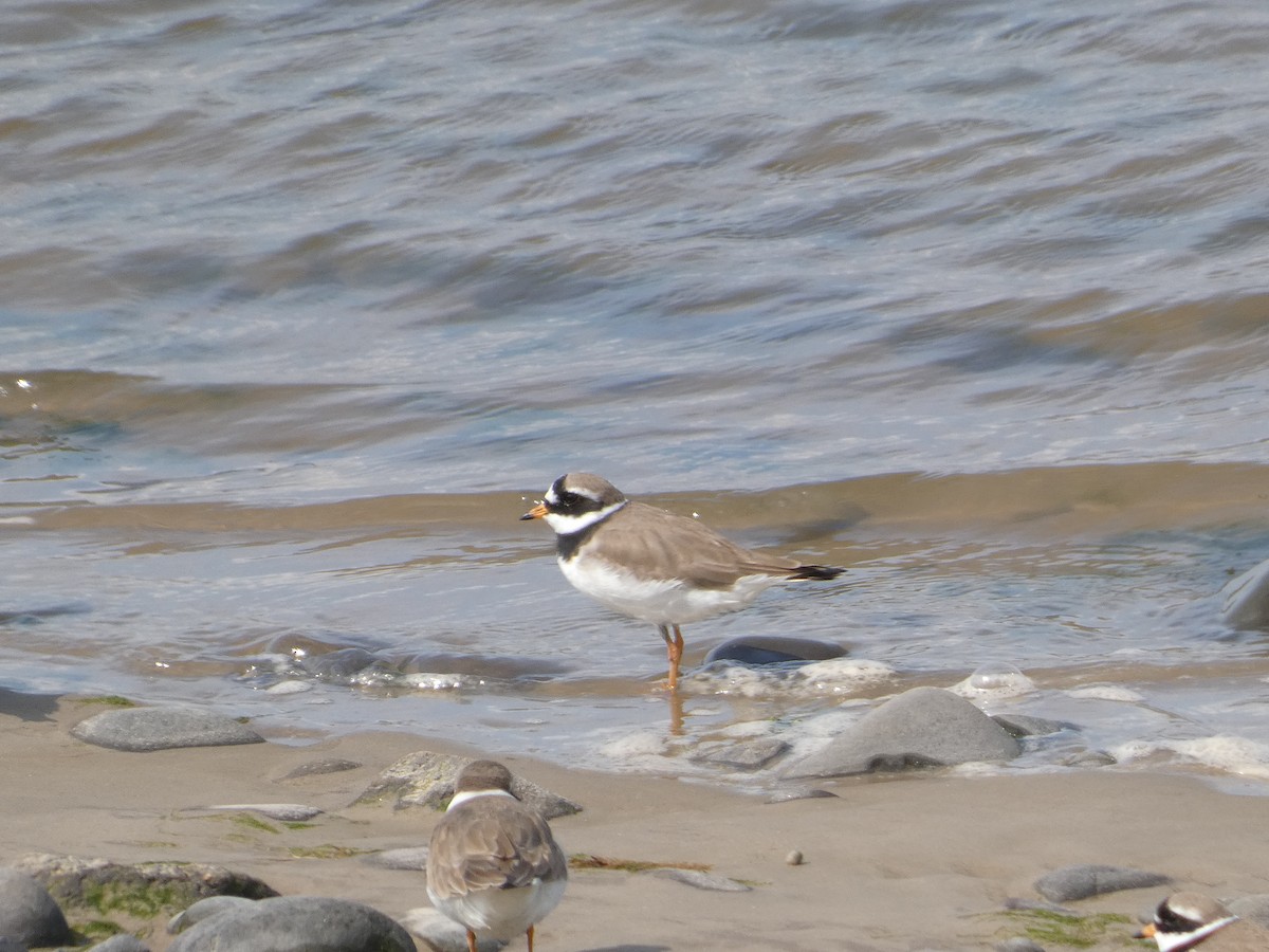 Common Ringed Plover - ML618877750