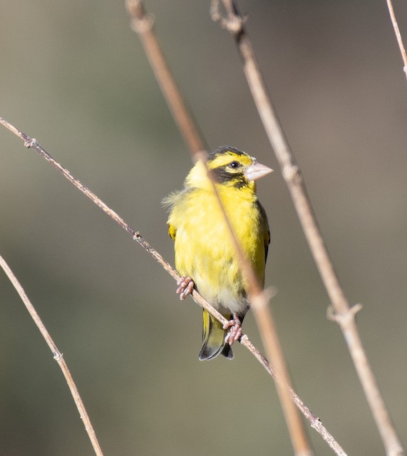 Yellow-breasted Greenfinch — photographed by Sayantan Ghosh