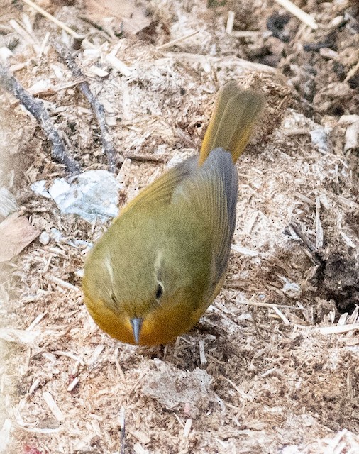 Golden Bush-Robin — photographed by Sayantan Ghosh