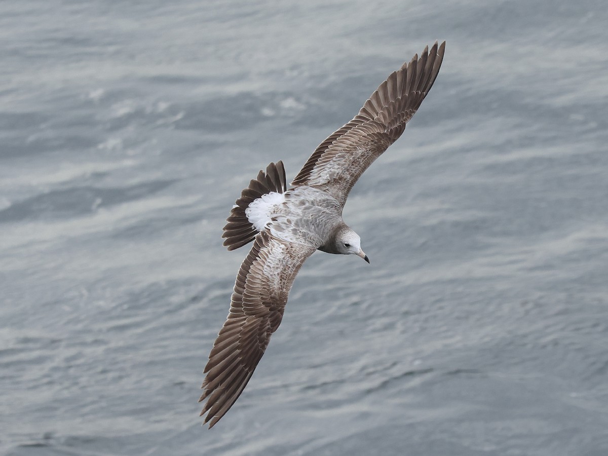 Black-tailed Gull - Mark Newsome