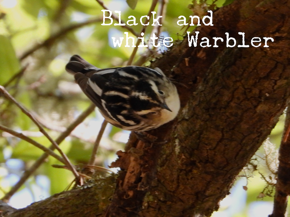 Black-and-white Warbler - Angela Schumpert