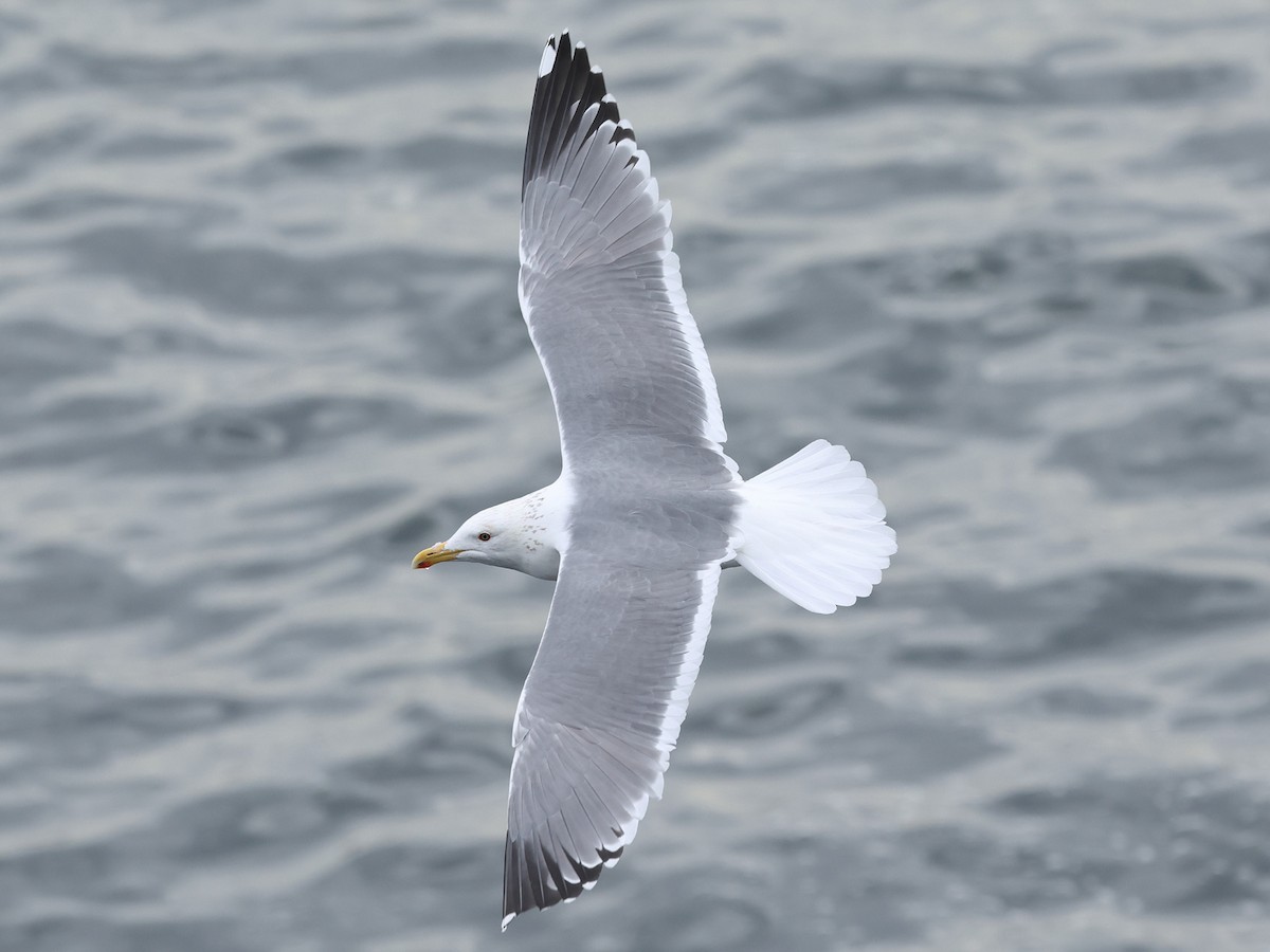 Herring Gull (Vega) - Mark Newsome