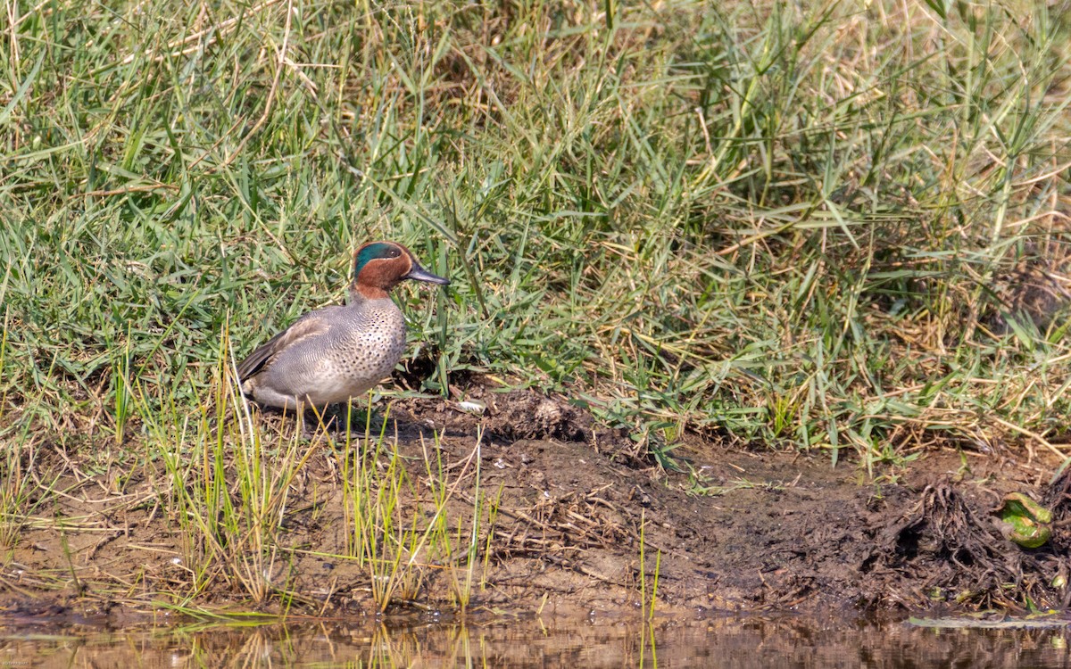 Green-winged Teal - Adithya Bhat