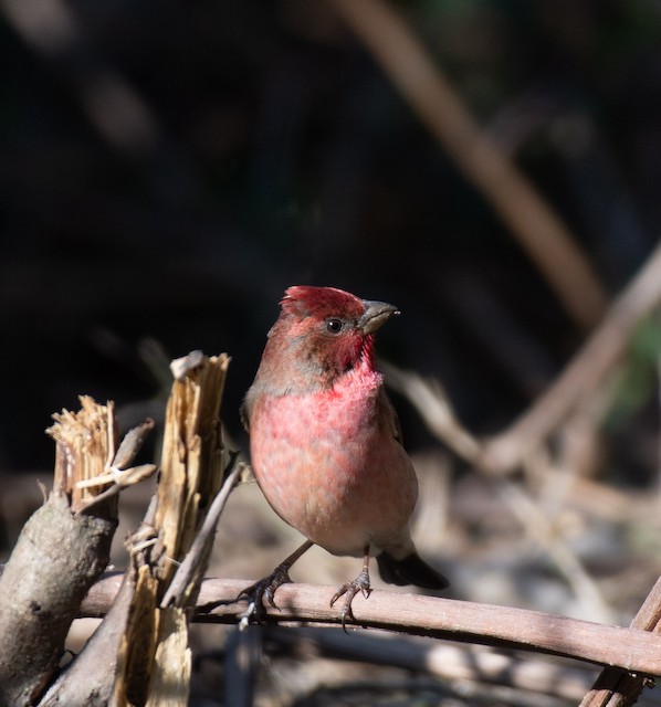 Common Rosefinch — photographed by Sayantan Ghosh