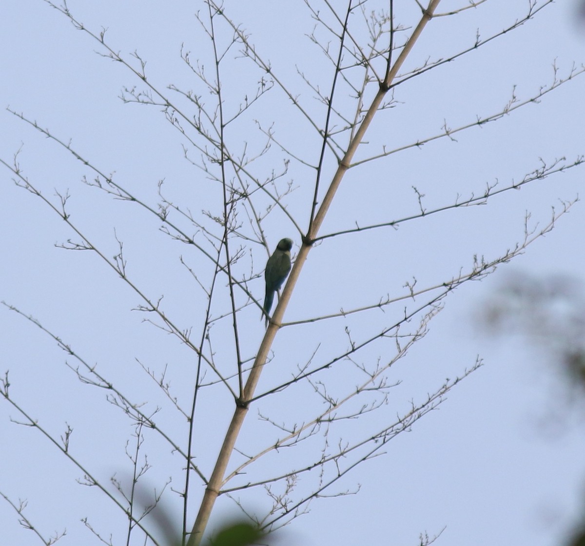Malabar Yeşil Papağanı - ML618877806