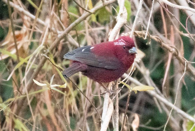 Vinaceous Rosefinch — photographed by Sayantan Ghosh