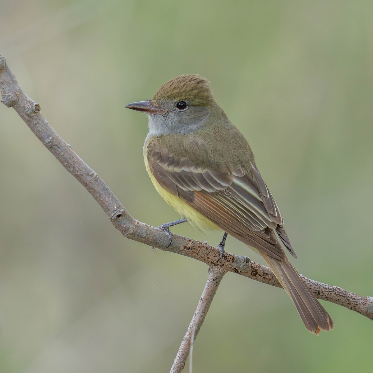 Great Crested Flycatcher - ML618877814