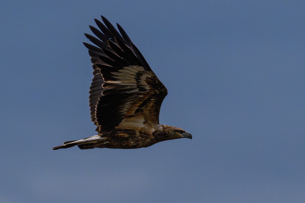 Wedge-tailed Eagle - Eric Yeo