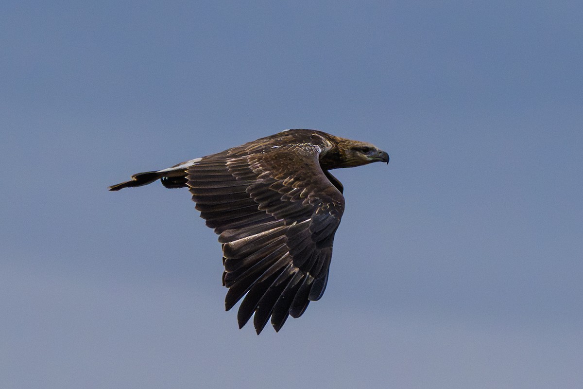 Wedge-tailed Eagle - ML618877818